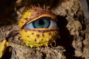 eye
