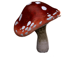 Kep 1. https://pixabay.com/